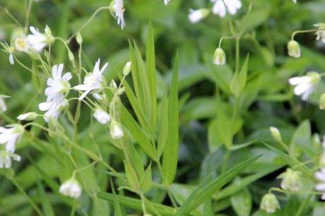 4 stellaria holostea gb 18 mai 2013 155.jpg