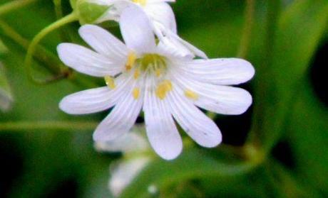 8 stellaria holostea rec gb 18 mai 2013 154.jpg