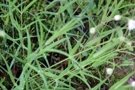 stellaria holostea gb 18 mai 2013 157.jpg