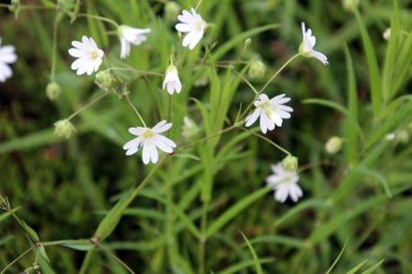 6 stellaria holostea gb 18 mai 2013 158.jpg