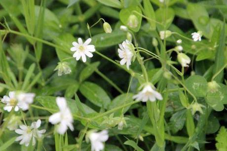 3 stellaria holostea gb 18 mai 2013 153.jpg