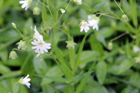 5 stellaria holostea gb 18 mai 2013 154.jpg