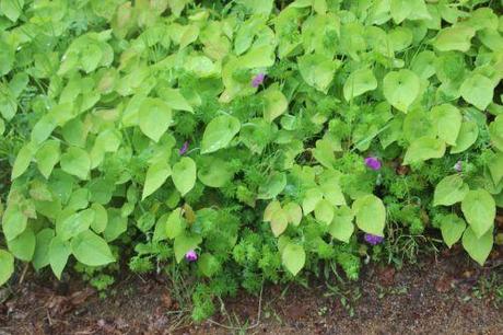 epimedium geranium gb 18 mai 2013 126.jpg