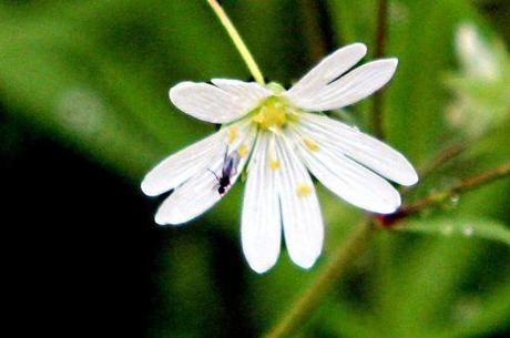 9 stellaria holostea rec gb 18 mai 2013 p 158.jpg