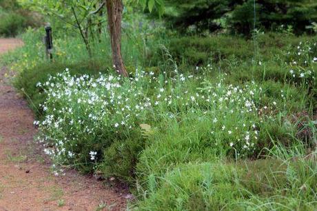 2 stellaria holostea gb 18 mai 2013 159.jpg