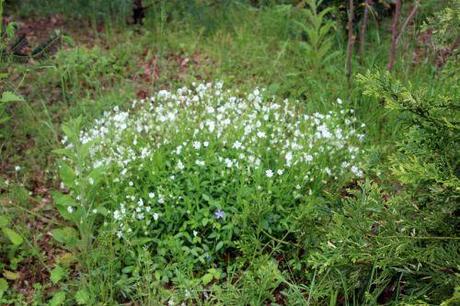 1 stellaria holostea gb 18 mai 2013 152.jpg