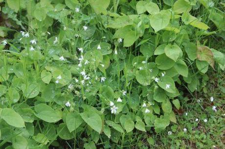 epimedium stellaria gb 18 mai 2013 125.jpg