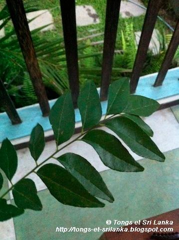 Un samedi, une photo sri lankaise #55