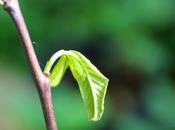 L'asiminier réveille enfin