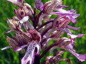 hybride d'Orchis Orchis angusticruris