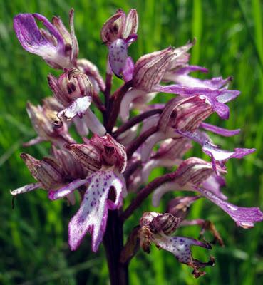 Un hybride d'Orchis : Orchis x angusticruris