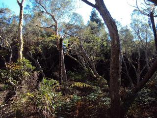 L’Ile de la Réunion – la terre (partie 2)