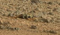 Curiosity, aurait-il photographié un reptile sur Mars ?