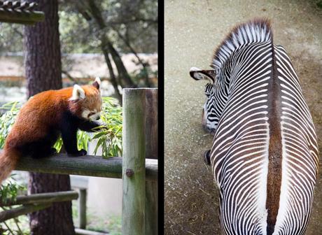 Le zoo de la Palmyre