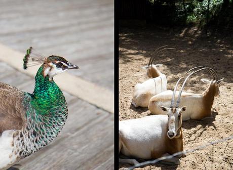 Le zoo de la Palmyre