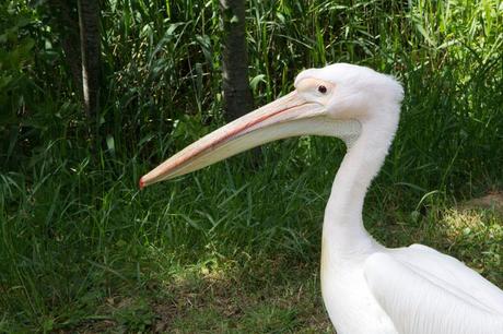 Le zoo de la Palmyre