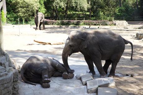 Le zoo de la Palmyre