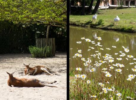 Le zoo de la Palmyre