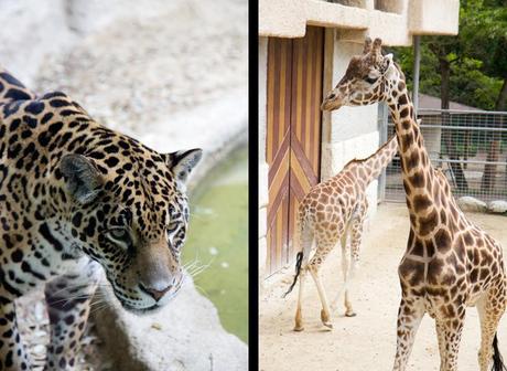 Le zoo de la Palmyre