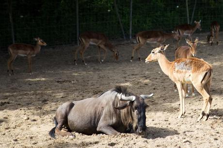 Le zoo de la Palmyre