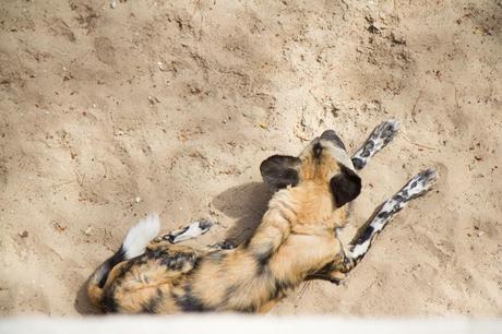 Le zoo de la Palmyre