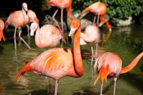 Le zoo de la Palmyre