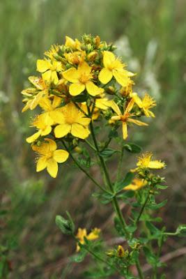 L'huile de millepertuis contre la douleur
