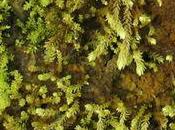 plantes revivent après plus sous glace