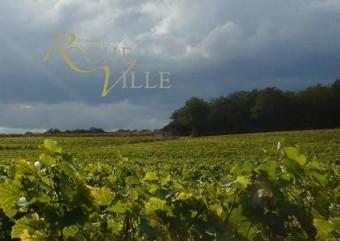 Rocheville vineyard 340x241