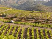 Appellations Millésimes Dégustation Sélection Gourmets