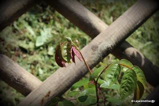 Côté Nord de la maison...