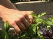 Jardiniers ciel Face défi alimentaire