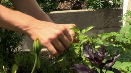 Jardiniers du ciel - Face au défi alimentaire