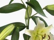 Liliums votre fleuriste