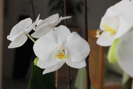 Mes orchidées en fleurs - les lubies de Louise (3 sur 4)