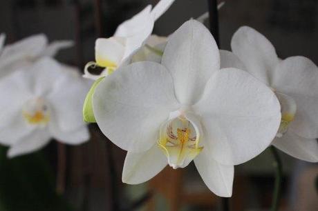 Mes orchidées en fleurs - les lubies de Louise (2 sur 4)