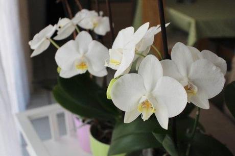 Mes orchidées en fleurs - les lubies de Louise (1 sur 4)