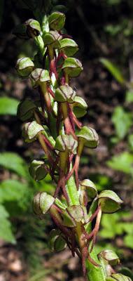 Orchis anthropophora (Orchis homme-pendu)