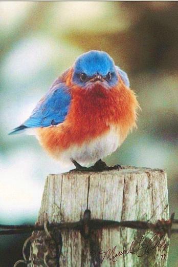 blue swallow