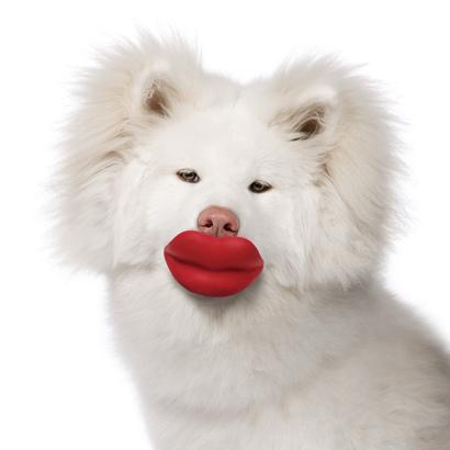 Toy Dog Lip