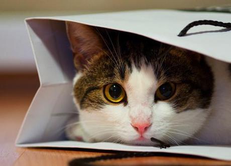 10 nouveaux produits pour votre iPhone ou votre iPad...