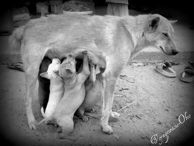 Thaïlande: Histoires (belles) de chiens [HD]