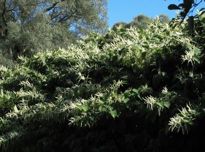 Conférence : Plantes invasives en Lorraine