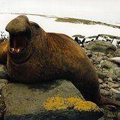 Le Guichet du Savoir - Consulter le sujet - Taux de cholesterol d'un elephant de mer