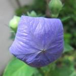 Le jardinage facile : le platycodon