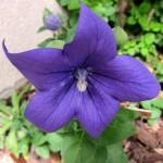 Le jardinage facile : le platycodon