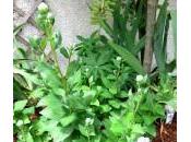 jardinage facile platycodon