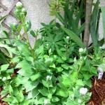 Le jardinage facile : le platycodon