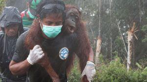 borneo-orangutan-rescue