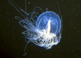 meduse immortelle3